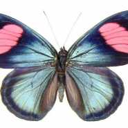Эскиз тату бабочка голубая