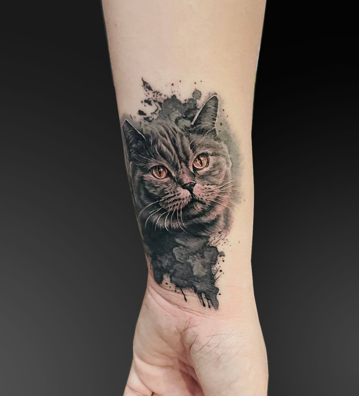 Британский кот